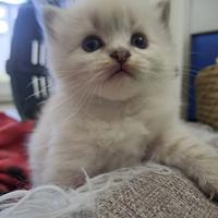 Gattini siberiani anallergici