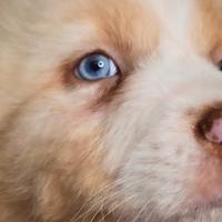 Maschio cucciolo pastore australiano con pedigree