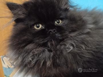Gatto persiano