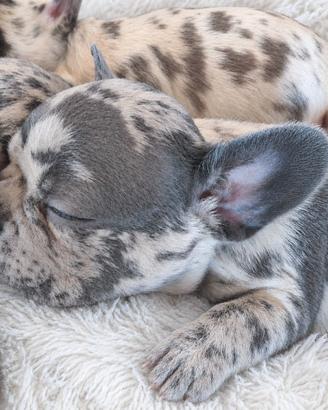 Cuccioli bulldog francese esotici merle