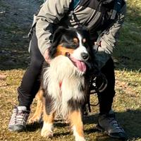 Pastore australiano per accoppiamento