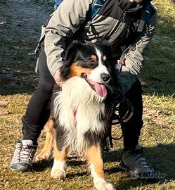 Pastore australiano per accoppiamento