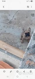 bul dog francese 