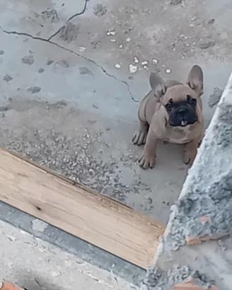 bul dog francese 