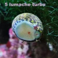 5 Turbo Lumache Acquario Marino Mangia Alghe