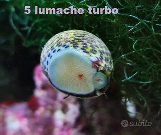 5 Turbo Lumache Acquario Marino Mangia Alghe