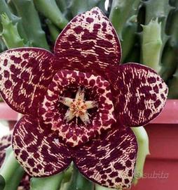 pianta grassa, stapelia variegata produce fuori 