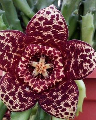 pianta grassa, stapelia variegata 