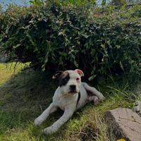 Staffordshire bull terrier cuccioli