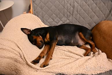 Pinscher maschio per accoppiamento