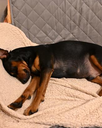 Pinscher maschio per accoppiamento