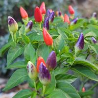 20 semi peperoncino Multicolor