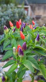 20 semi peperoncino Multicolor