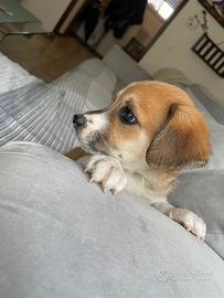 Cuccioli maschi pinscher jack russell due mesi