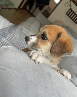 Cuccioli maschi pinscher jack russell due mesi