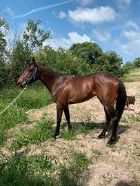 Psi 6 anni