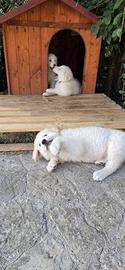 Cucciola Pastore Maremmano