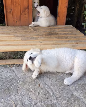 Cucciola Pastore Maremmano