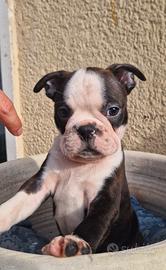 Boston terrier