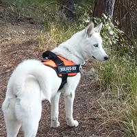 Husky puro di appena 2anni