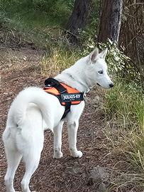 Husky puro di appena 2anni