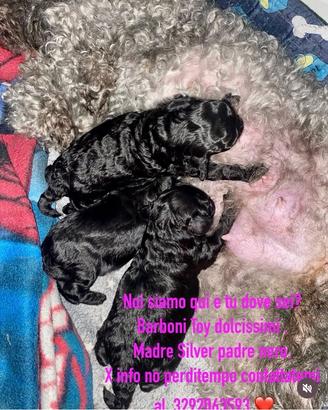Vendita Barbone Toy