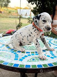 Cuccioli di Dalmata nati in famiglia