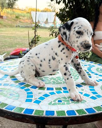 Cuccioli di Dalmata nati in famiglia