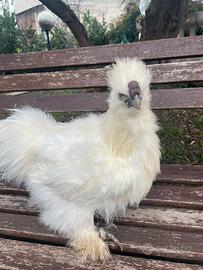 Galli moroseta colori vari