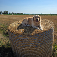 Golden retriver per fare cucciolata