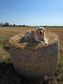 Golden retriver per fare cucciolata