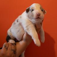 Cuccioli di Pastore Australiano