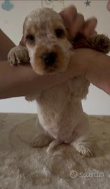 Cuccioli cocker spaniel