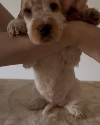 Cuccioli cocker spaniel