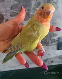 Inseparabile allevato a mano