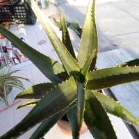 Aloe Arborescens Miller