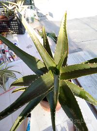 Aloe Arborescens Miller