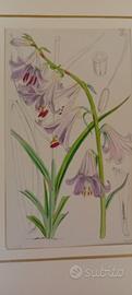 stampa antica di botanica originale anno 1860
