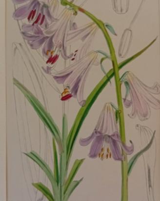 stampa antica di botanica originale anno 1860