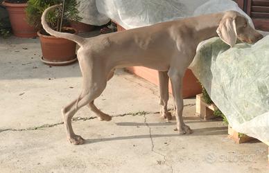 Cucciolo di Weimaraner