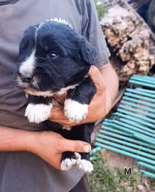 Cane bergamasco/pastore dei pirenei