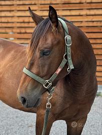 Puledro Quarter Horse Castrone 2024