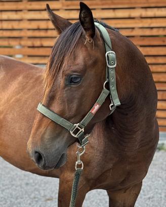 Puledro Quarter Horse Castrone 2024