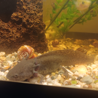 Acquario completo di motore e 2 salamandre