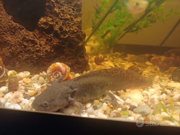 Acquario completo di motore e 2 salamandre