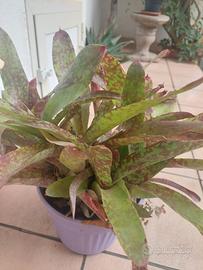 Neorelegia pianta ornamentale