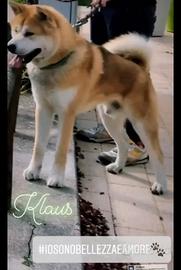 Akita inu