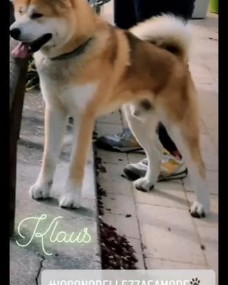 Akita inu