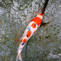 Carpa koi giapponese - showa