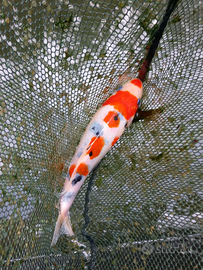 Carpa koi giapponese - showa